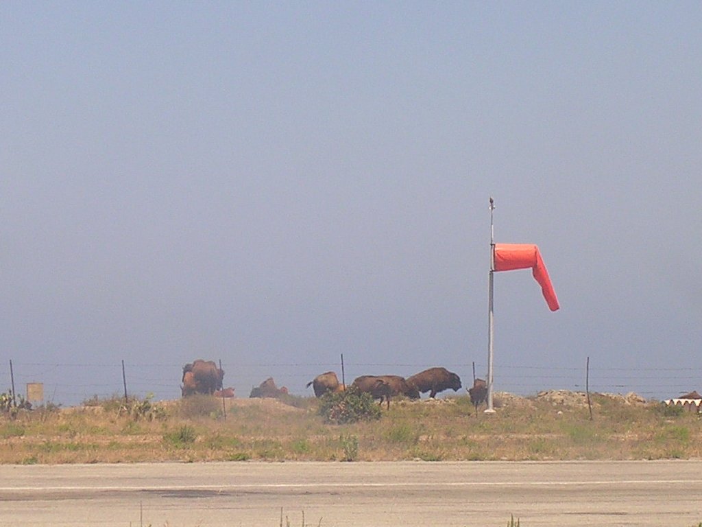 More buffalo at the windsock