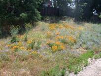 Wildflowers from the Train