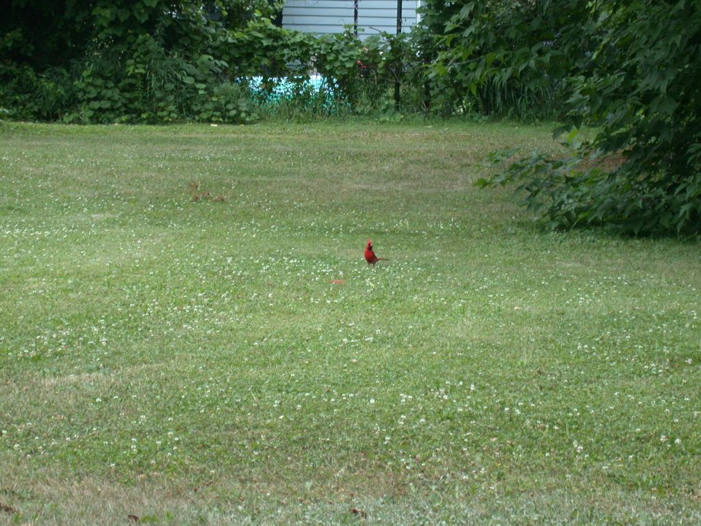 Brenda's first cardinal